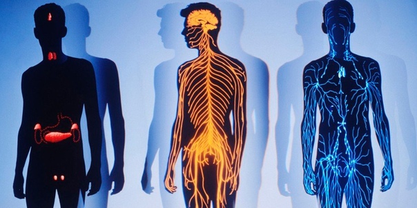 Интересные факты о теле человека 