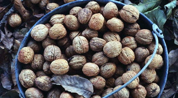Съешьте грецкий орех прямо сейчас! 
