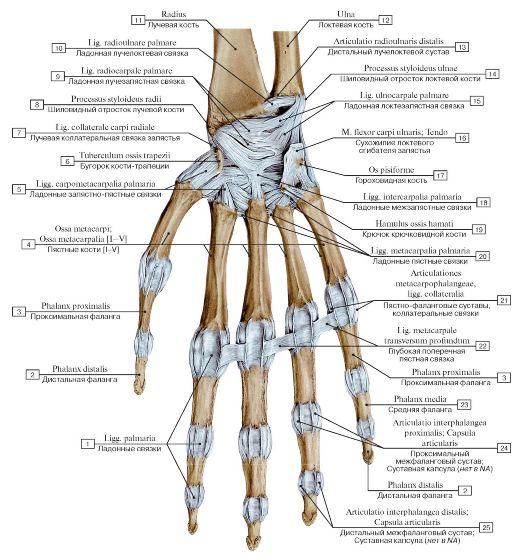 Лучезапястный сустав и суставы кисти, правой, вид спереди: 