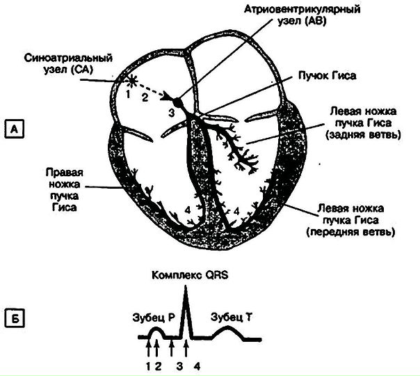 Проведение импульса через антриовентрикулярный узел. Сортировка импульса в АВ-узле 
