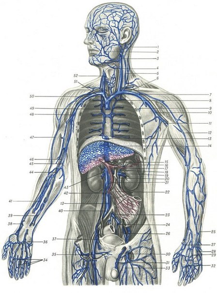 Вены — кровеносные сосуды, несущие из органов и тканей к сердцу венозную кровь. Исключение составляют легочные вены, которые несут из легких в левое предсердие артериальную кровь. Совокупность вен образует венозную систему, являющуюся частью сердечно-сосудистой системы. Сеть капилляров в органах переходит в мелкие посткапилляры, или венулы. Они на значительном расстоянии еще сохраняют строение, сходное со строением капилляров, но имеют более широкий просвет. Венулы сливаются в более крупные вены, соединяющиеся анастомозами (см.), и формируют венозные сплетения в органах или возле них. Из сплетений собираются вены, выносящие кровь из органа. 