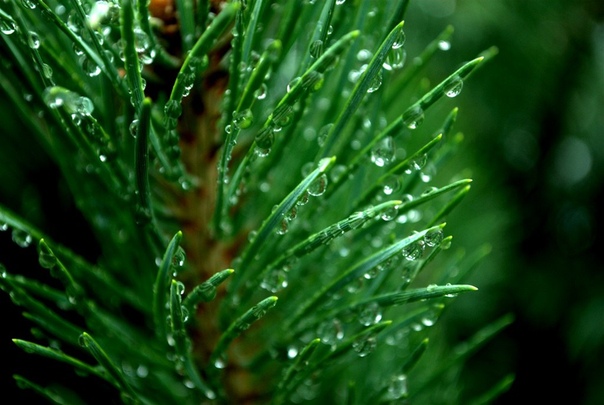 Знаете ли Вы, что... 