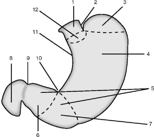 Отделы желудка (схема): 