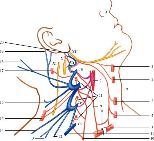 Анатомия шейного сплетения. 