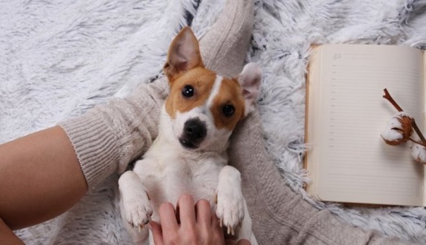 ТОП-5 болезней, которыми может заразить ваш домашний питомец 