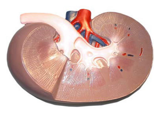 Острая почечная недостаточность (ОПН) - внезапно развившееся нарушение функций почек в результате действия целого ряда экзогенных и эндогенных факторов, характеризующееся потенциально обратимым циклическим течением.