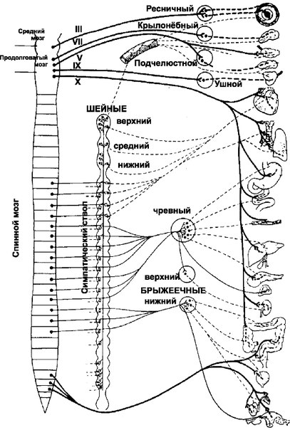 Эфферентные пути вегетативной нервной системы. 
