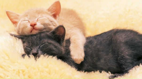 Почему вредно недосыпать 