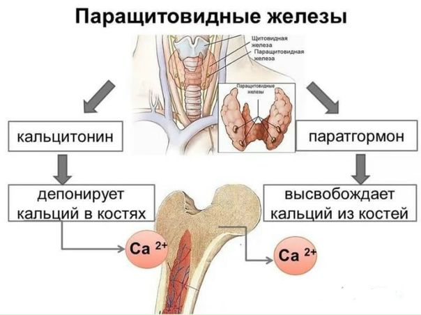 Гипопаратиреоз (тетания) - заболевание, характеризующееся снижением функции околощитовидных желез, повышенной нервно-мышечной возбудимостью и судорожным синдромом. 