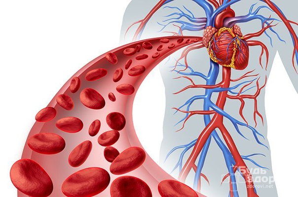 Хроническая недостаточность кровообращения представляет собой патологическое состояние, заключающееся в неспособности системы кровообращения доставлять органам и тканям такое количество крови, которое необходимо для нормального их функционирования. В основе патогенеза лежит снижение сократимости миокарда, развившееся вследствие перегрузки сердца давлением, объемом крови или непосредственным поражением миокарда. 
