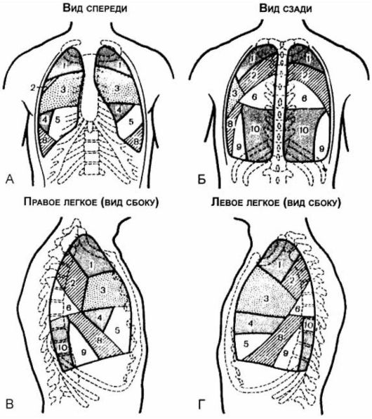 Схематическое изображение сегментов легких: 