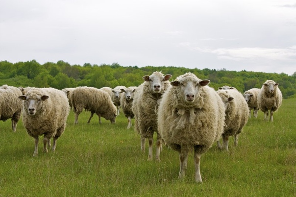 Ложитесь спать в определенное время, чтобы избежать бессоницы. 