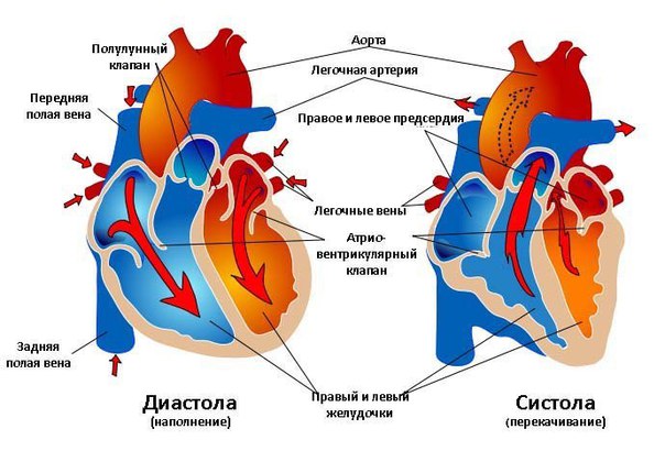 Работа сердца. Тоны сердца.