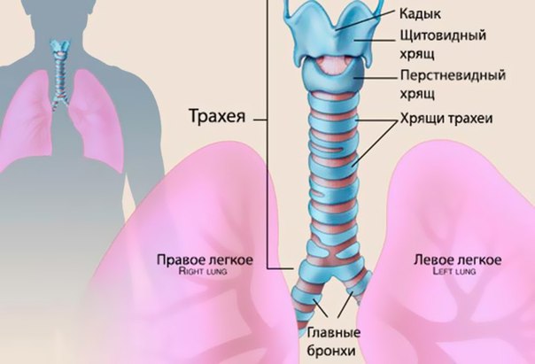ТРАХЕИТ