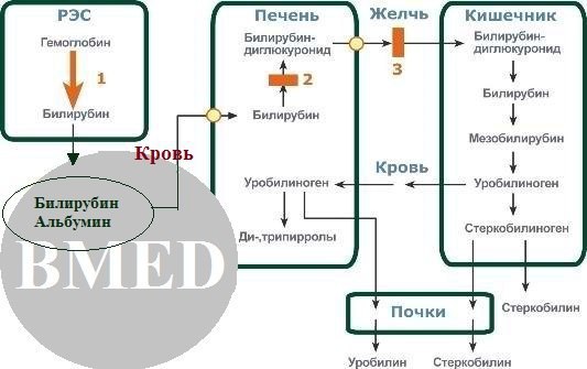 Виды желтух
