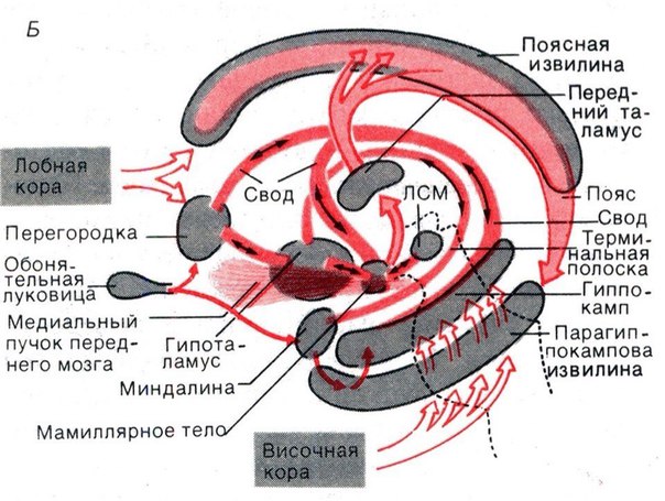 Что такое лимбическая система Для чего она нужна