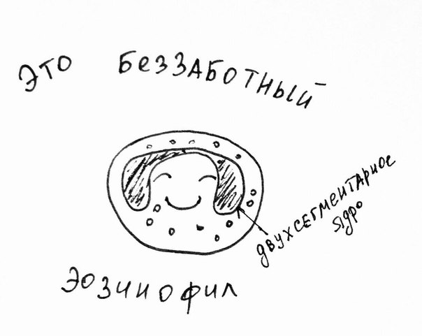 Кто это тут у нас О, да это же жизнерадостный Эозинофильчик Давайте познакомимся с ним!