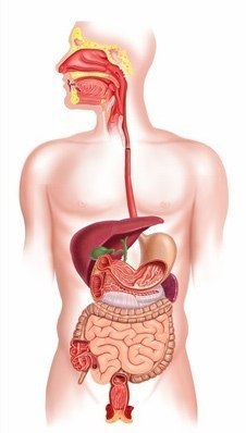 #Анатомия_bmed