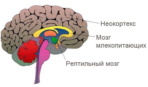 Первую сигнальную систему составляют условные временные связи, в которых раздражителями (сигналами) являются непосредственно действующие на зрительный, слуховой, кожный и другие рецепторы раздражители, вызывающие соответствующие ощущения, восприятия и представления предметов и явлений. Например, вид и запах лимона, если они в предшествующем опыте сочетались с его вкусом, становятся сигналами последнего и вызывают слюноотделение, как и непосредственное воздействие кислоты лимона на вкусовой рецептор. Зрительное восприятие физического упражнения, показываемого преподавателем, если оно сочеталось ранее с непосредственными мышечными ощущениями от самостоятельного выполнения этого упражнения самим учащимся, становится сигналом последнего и может сопровождаться соответствующими мышечными сокращениями, хотя бы в их зачаточной форме. 