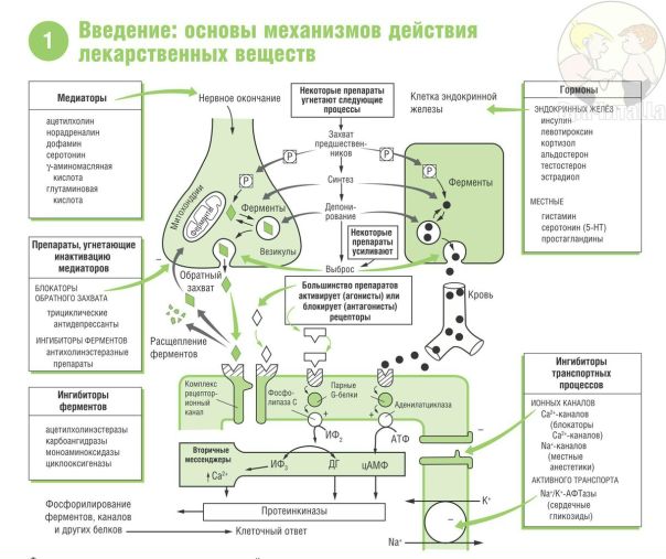 1. Основы механизмов действия лекарственных веществ 