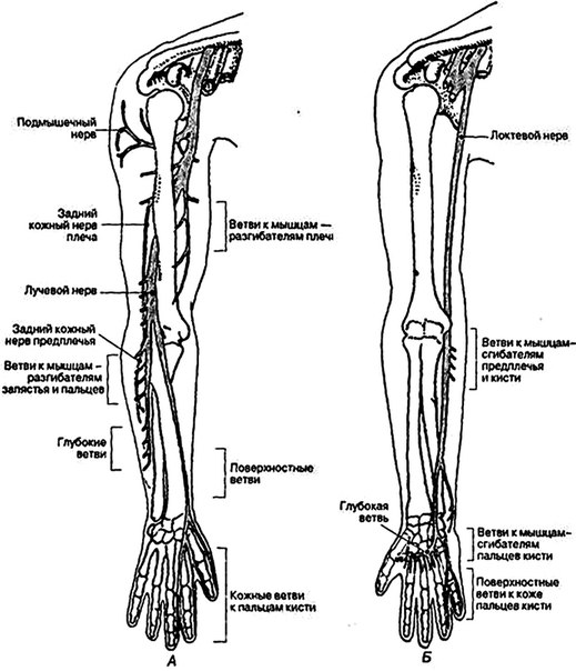 Лучевой нерв схема