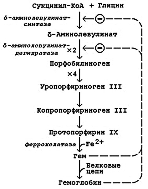 Образование гемоглобина 