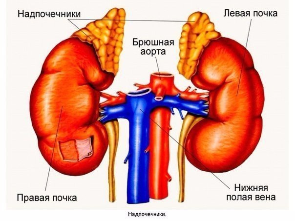 Синдром усталости надпочечников: признаки и лечение 