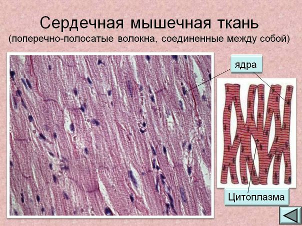 Сердечная мышечная ткань 