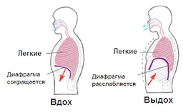 ДИАФРАГМА КАК КЛЮЧ К ЗДОРОВЬЮ 