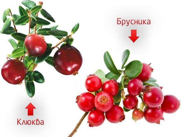 ДВЕ ВОЛШЕБНЫХ ЯГОДЫ:КЛЮКВА И БРУСНИКА 
