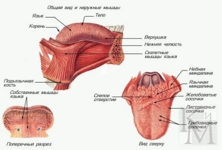 КАК ЗА 10 МИНУТ ИЗБАВИТЬСЯ ОТ ХРАПА НАДОЛГО! 