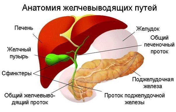 Поможем желчному пузырю и печени! 