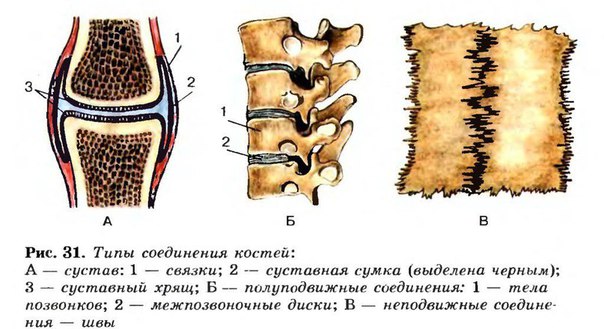 Витамины для костей и суставов 