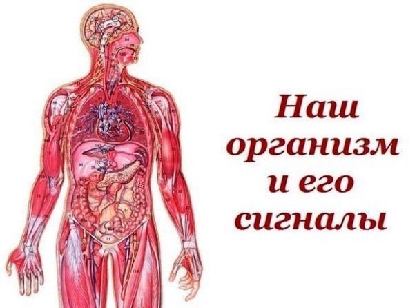Наш организм и его сигналы.