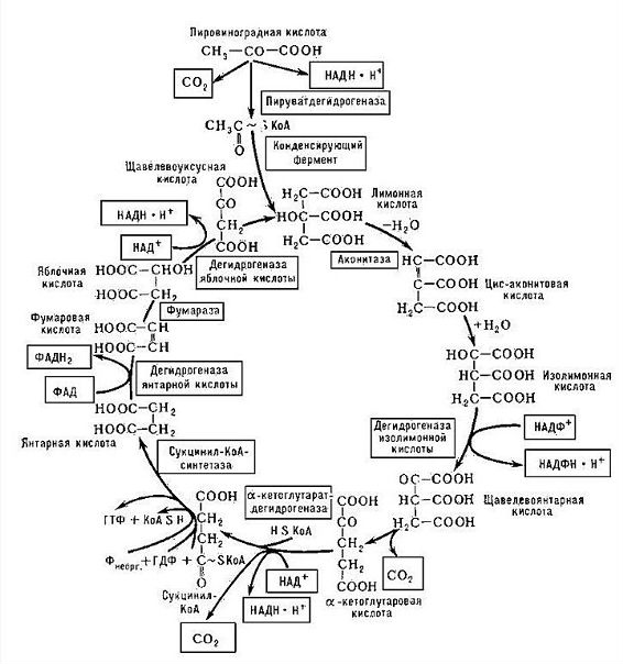 Цикл Кребса. 