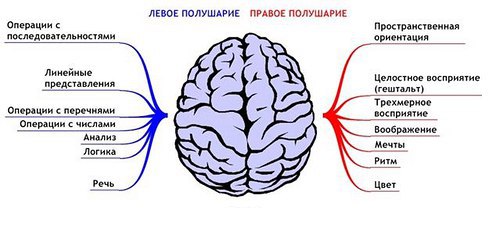В КАКОЕ ВРЕМЯ СУТОК МОЗГ НАИБОЛЕЕ АКТИВЕН
