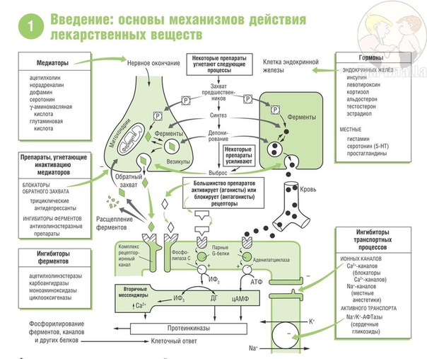 1. Основы механизмов действия лекарственных веществ 