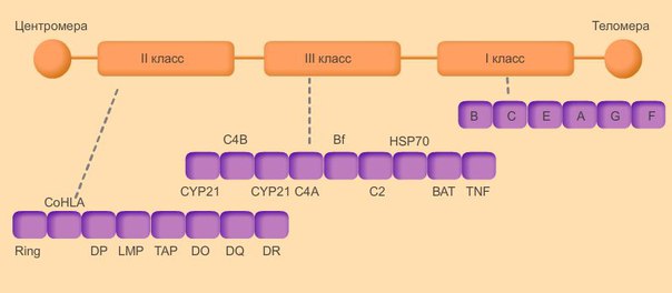 Главный комплекс гистосовместимости ( MHC, HLA ) 