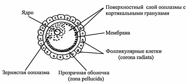 Оболочки яйцеклетки. 
