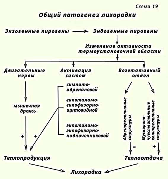 Механизм (патогенез) развития лихорадки 