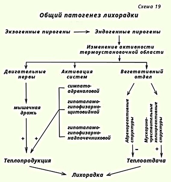 Схема патогенеза лихорадки