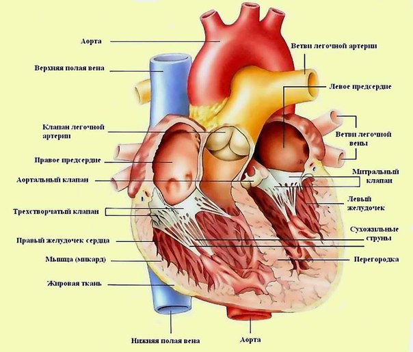 Грудная жаба (синоним: стенокардия, коронарная болезнь) — заболевание, основным проявлением которого является приступ загрудинных болей. 