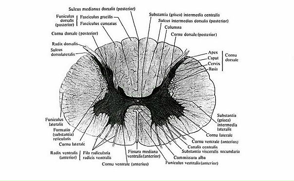 СЕРОЕ И БЕЛОЕ ВЕЩЕСТВА СПИННОГО МОЗГА / MEDULLA SPINALIS 