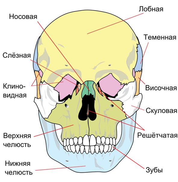 Строение черепа 
