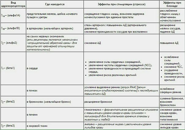 Адренорецепторы — это рецепторы, чувствительные к катехоламинам. К катехоламинам относятся адреналин (эпинефрин), норадреналин и их предшественник дофамин. Как вы должны помнить из предыдущей статьи про строение симпатической нервной системы, адреналин и норадреналин выделяются в кровь мозговым веществом надпочечников, а также являются медиаторами (передатчиками возбуждения) во многих синапсах (местах контакта клеток, где передается нервное возбуждение). 