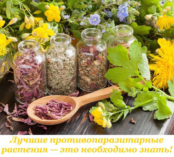 Лучшие противопаразитарные растения — это необходимо знать! 