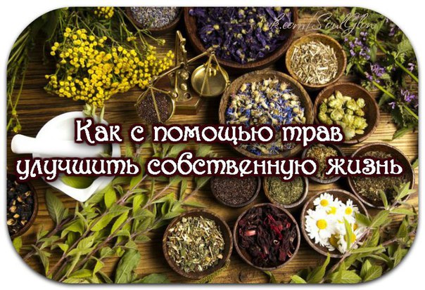 КАК С ПОМОЩЬЮ ТРАВ УЛУЧШИТЬ СОБСТВЕННУЮ ЖИЗНЬ. СОВЕТЫ ШАМАНА