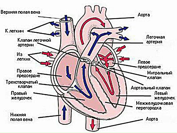 Клапаны сердца 
