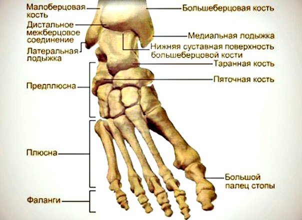 Кости стопы. 