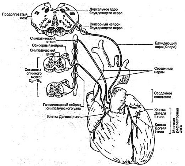 Схема экстракардиальной иннервации сердца